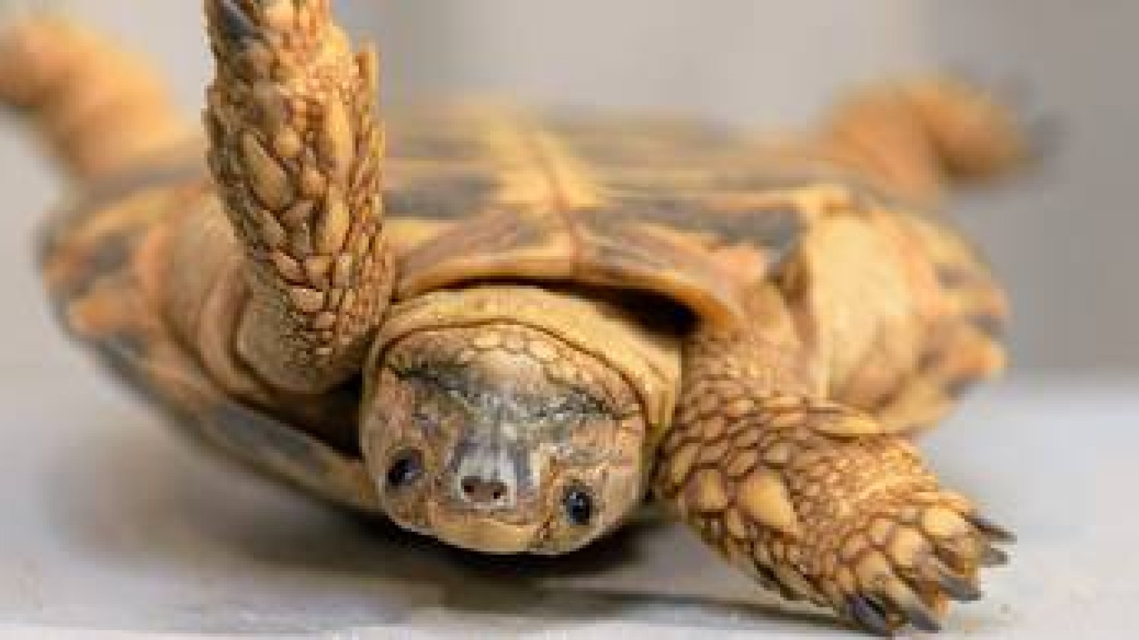 Wie Lange Können Schildkröten Auf Dem Rücken Liegen