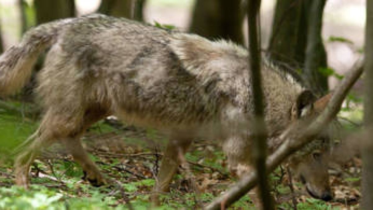 Die im Mai in der Nähe des Truppenübungsplatzes Ohrdruf gesichtete junge Wölf in stammt aus dem Spremberger Rudel in der Lausitz. Foto: S. Böttner