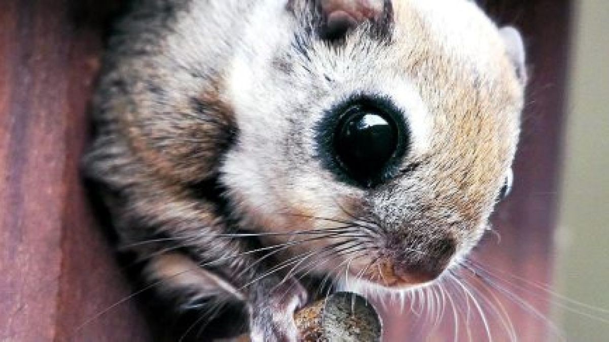 Gleithörnchen sind niedliche Flugkünstler mit riesigen Augen