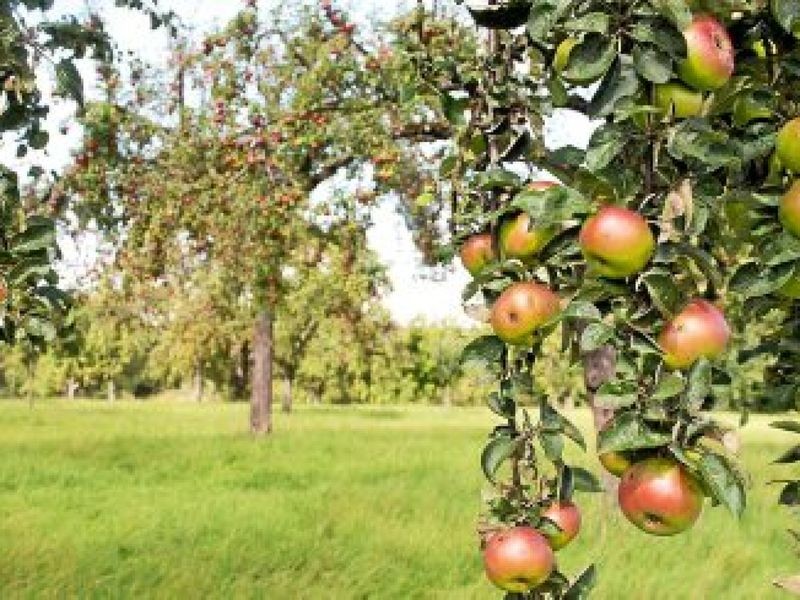 Nabu will im SaaleHolzland alte Obstsorten erhalten