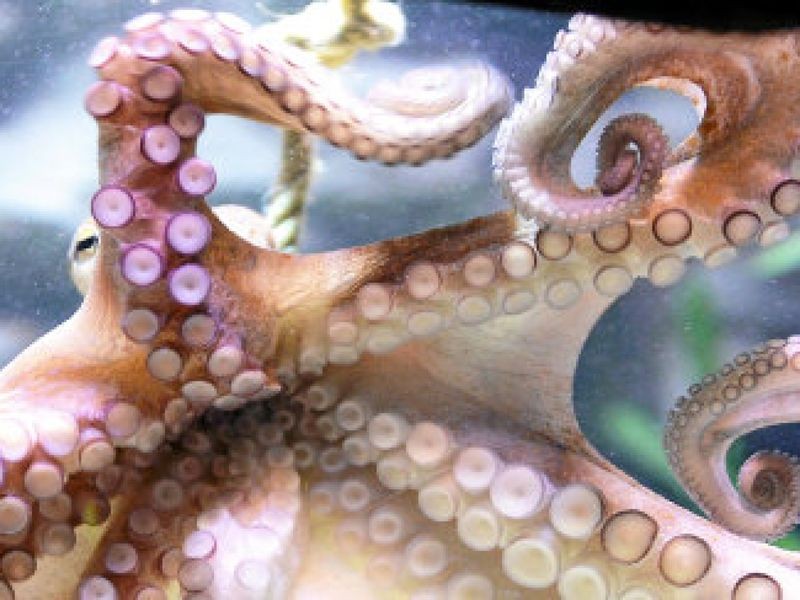 Cleveres Tier Der Oktopus lebt in der Tiefe