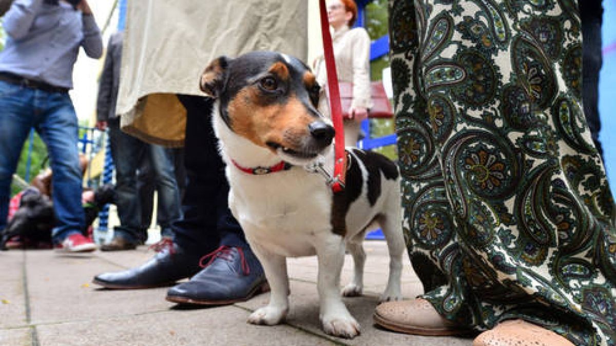 Der First Dog Thüringens: Attila.