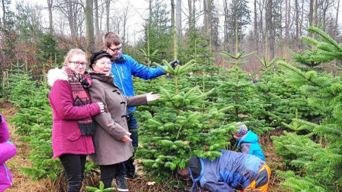 Weihnachtsbäume beim Forstamt Jena Holzland selber schlagen
