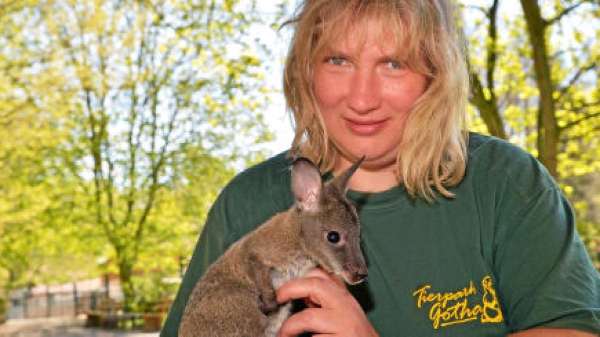 Das kleine Känguru im Tierpark Gotha wächst in der Obhut von Anett. Foto: Lutz Ebhardt