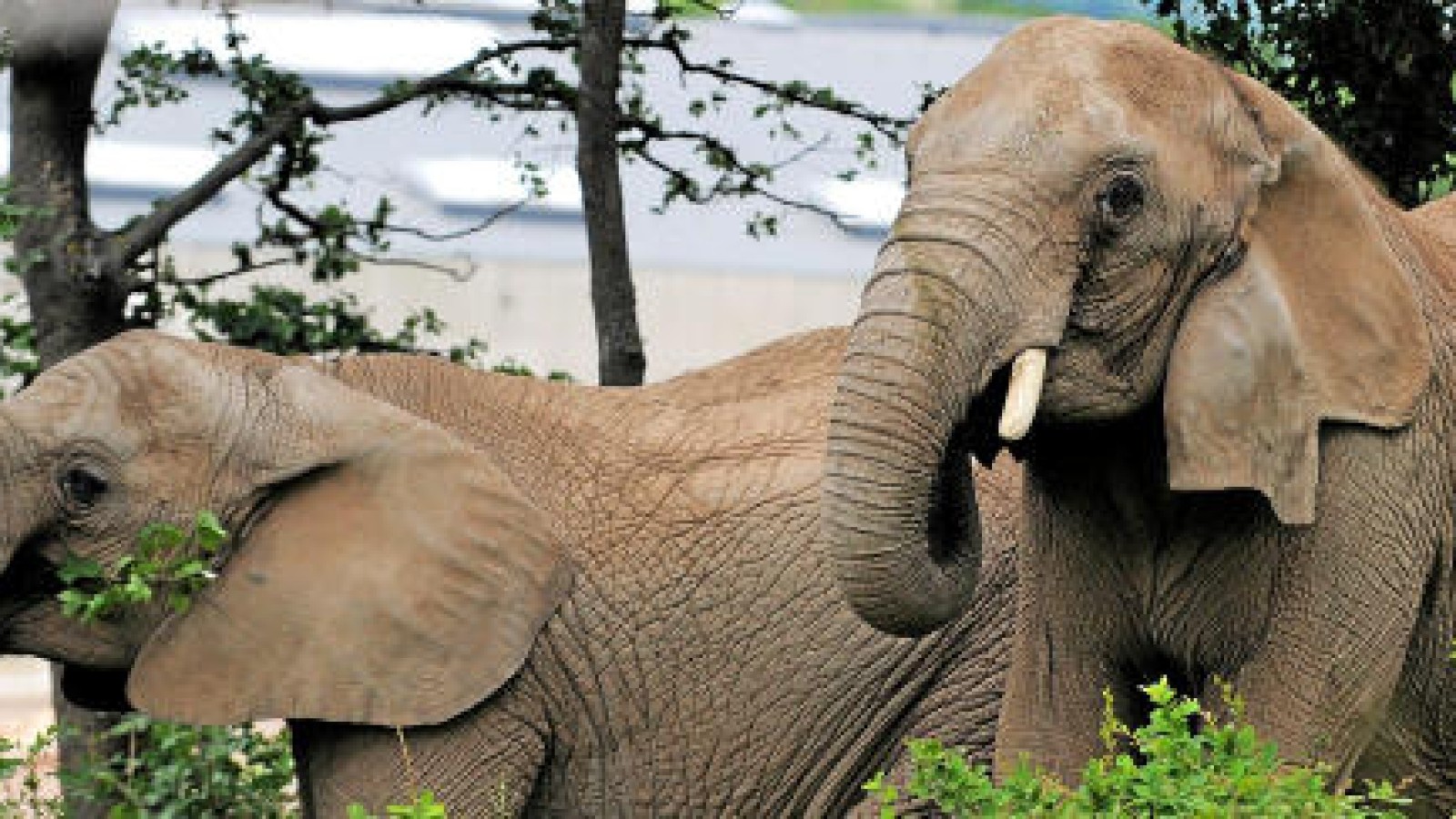 Warum ElefantenKinder Bälle toll finden