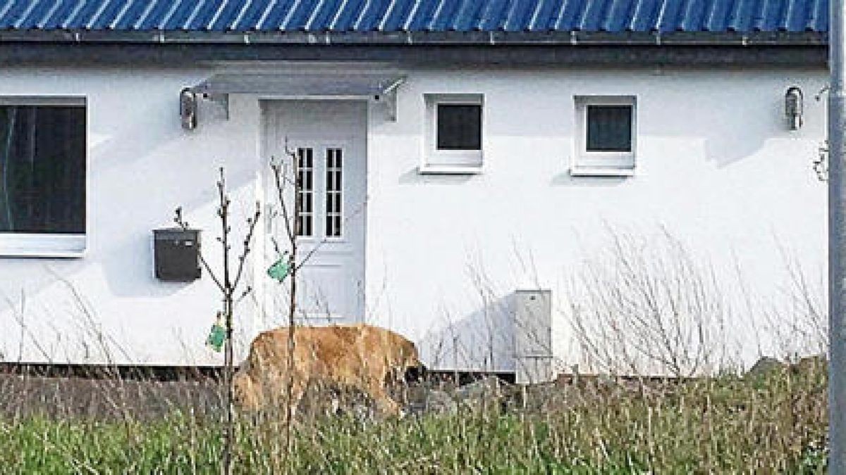 Der verwahrloste Hund in Crawinkel. Foto: privat