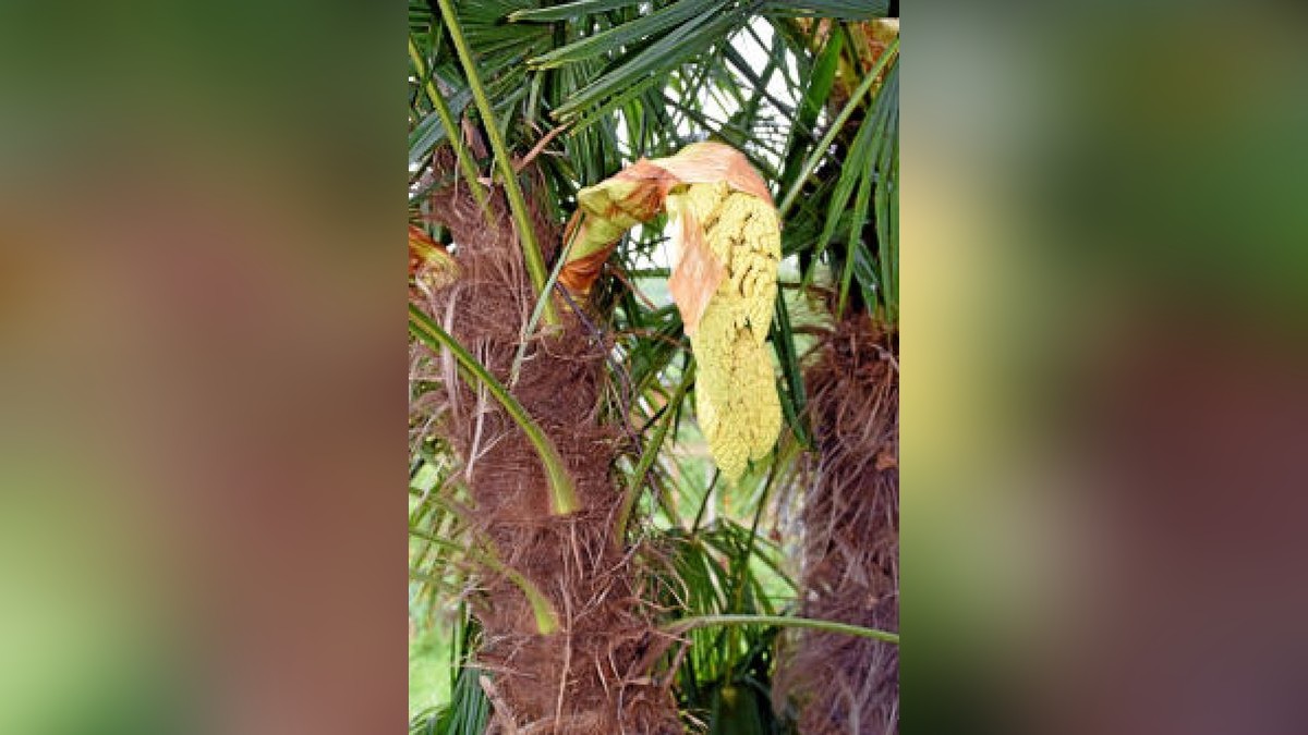 59+ Blüten Der Hanfpalme, Der stamm ist niederliegend oder aufrecht.