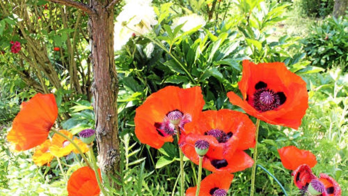 Gartenidylle mit neuem Backofen Am Sonntag Tag der offenen Gärten im