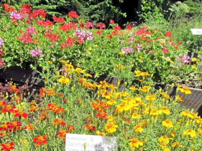 Pflanzenspende für Botanischen Garten Gera