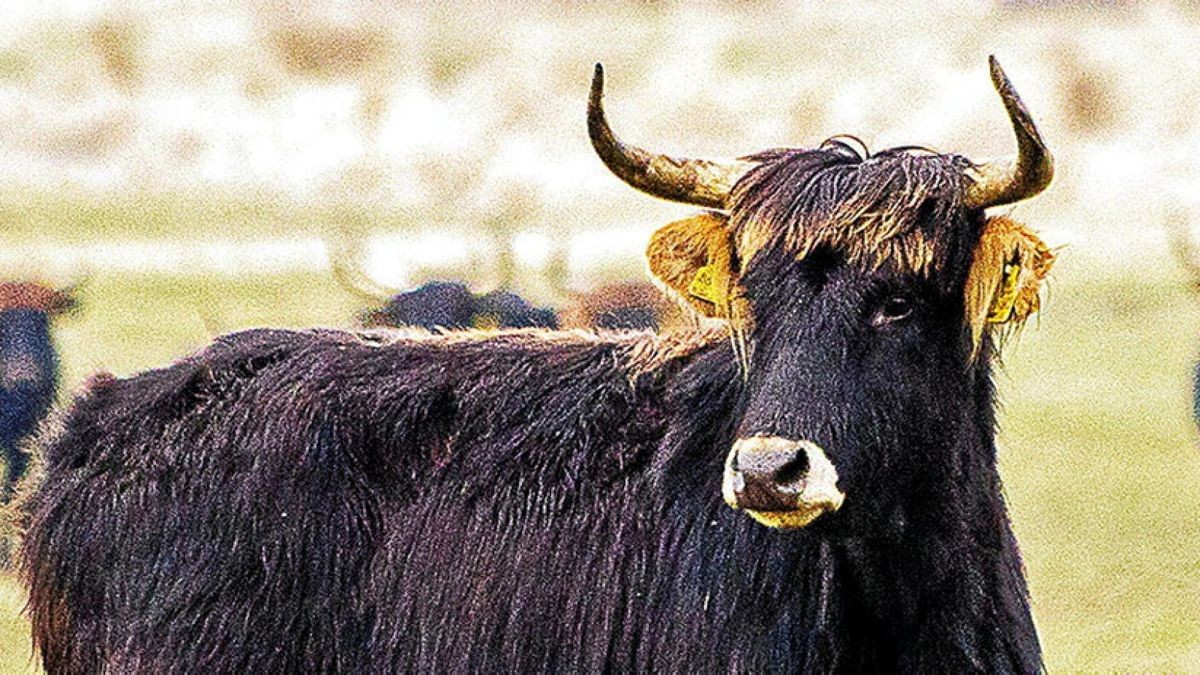 Die besondere Form der Beweidung durch rückgezüchtete Urrinder im Dankmarshäuser Rhäden sorgt dafür, dass mehr Wiesenbrüter kommen. Foto: Sascha Willms