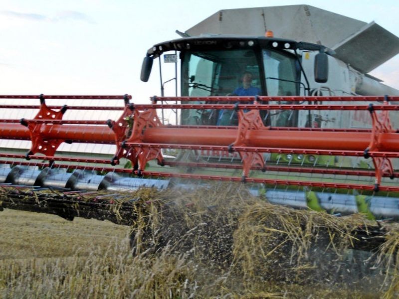 Rapsernte mit Beigeschmack