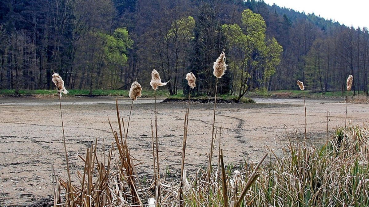 NabuMitglieder sind empört über trockengelegte Teiche im Rotehofbachtal