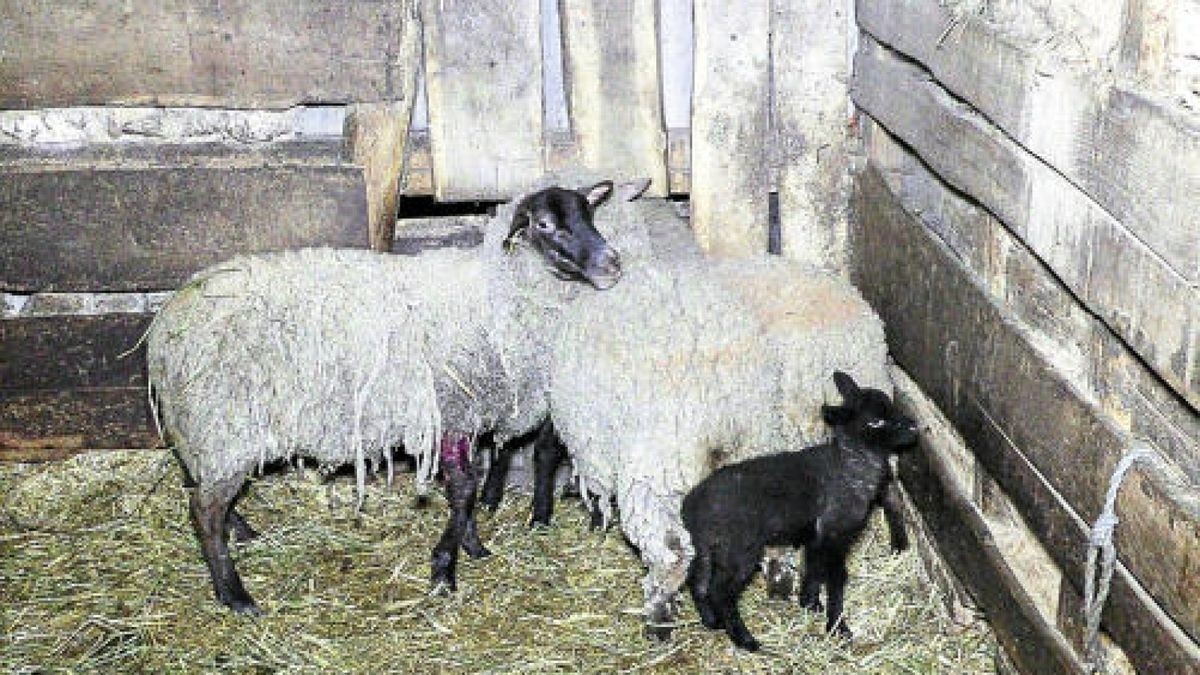 Ein weiteres Schaf wurde schwer verletzt. Es musste durch einen angeforderten Bereitschaftstierarzt eingeschläfert werden.