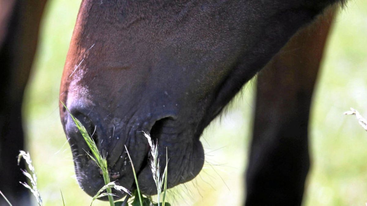 Zur Tatzeit, die zwischen Donnerstag, 11 Uhr, und Freitag, 17 Uhr, eingegrenzt werden konnte, befanden sich die beiden Tiere auf einer Koppel am Ortsausgang von Döbritschen. Symbolfoto: Foto: Sabine Brose/Sorge