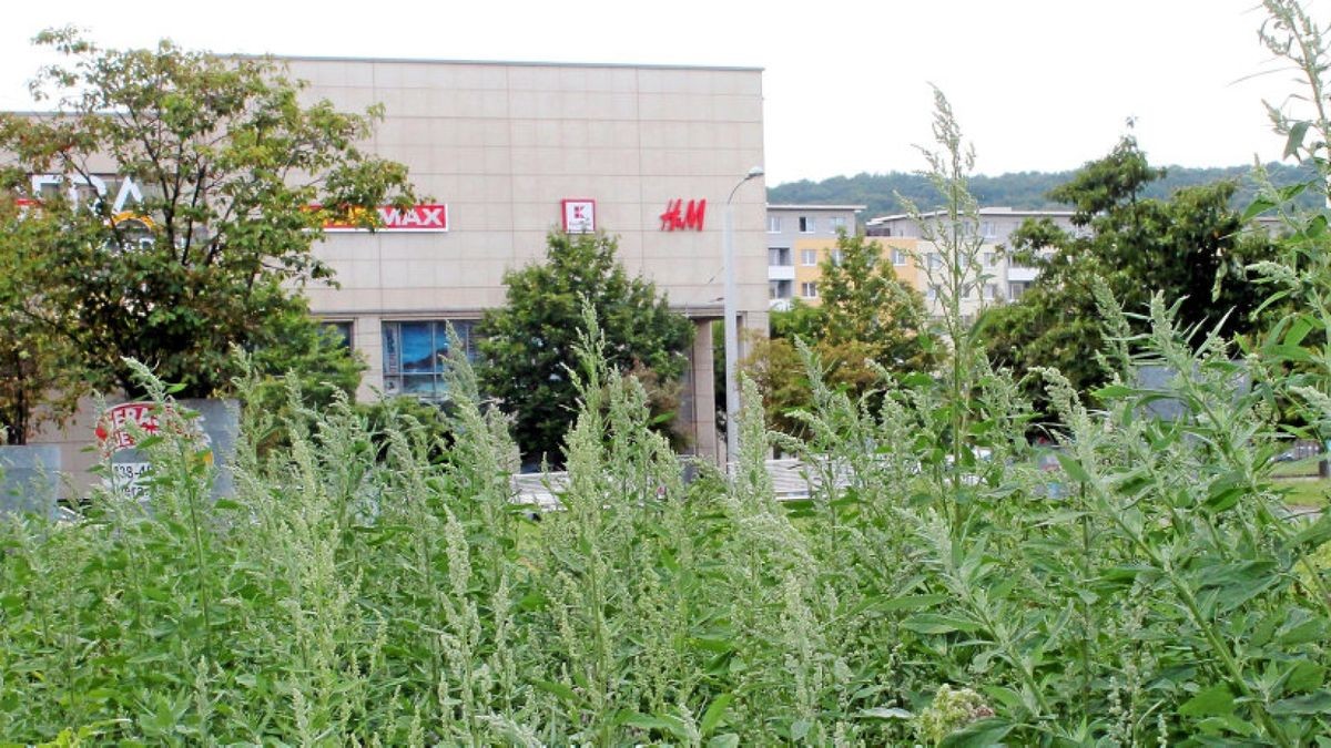 Gemeine Melde wuchert in Gera