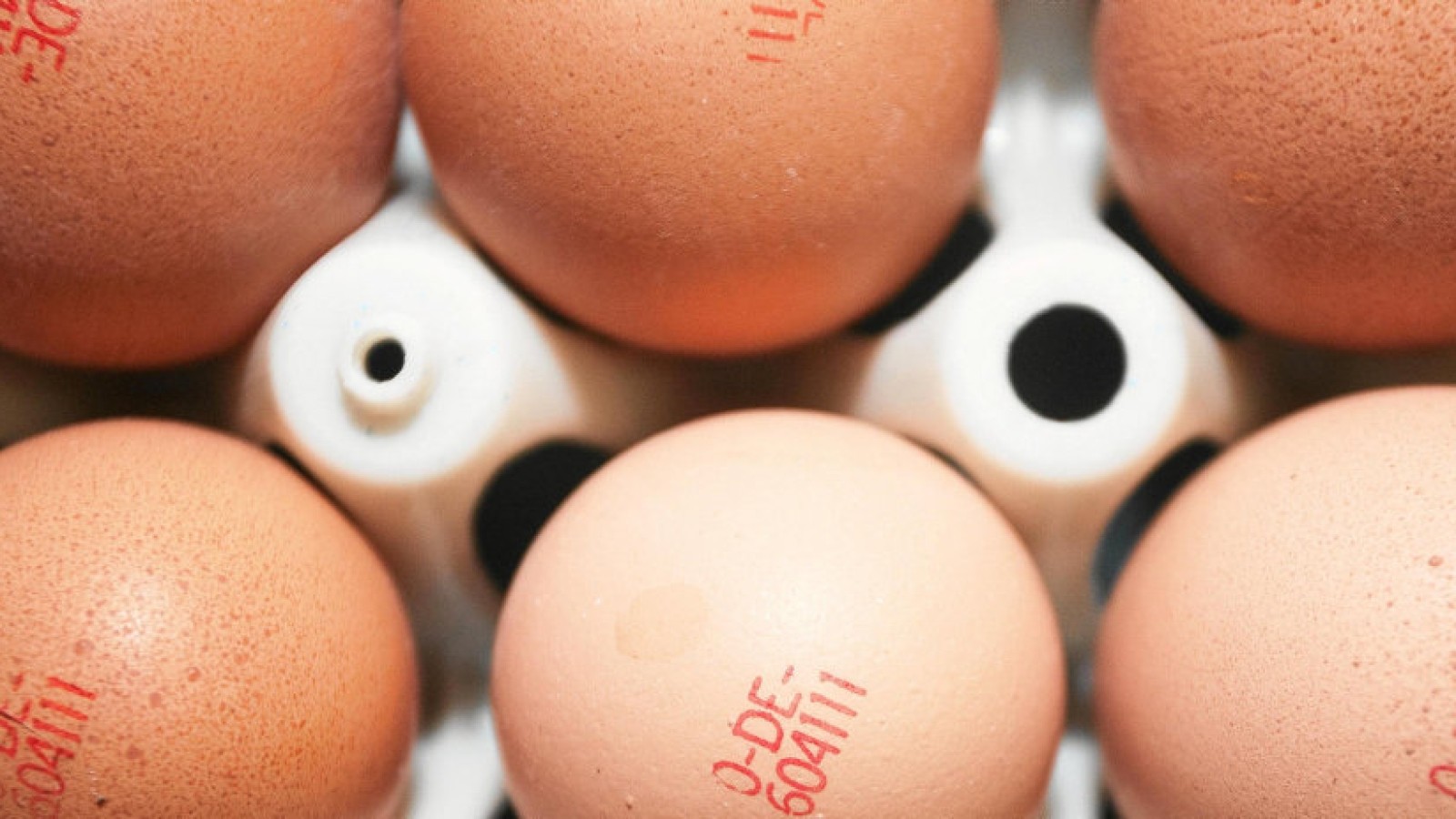 Verdacht Auf Salmonellen Was Tun Verdacht auf Salmonellen: Eifrisch ruft Freiland-Eier zurück und warnt