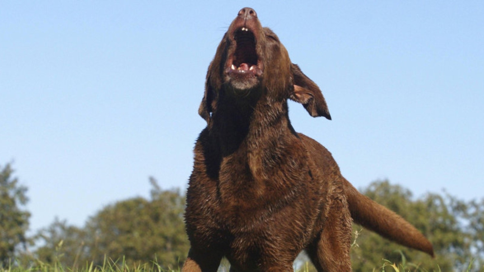 Wenn Tierlärm die Nachbarn nervt So viel Hundegebell ist erlaubt