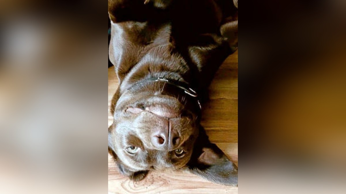 Das ist Balu, der Hund von Facebook-Userin Sophia Ruschke