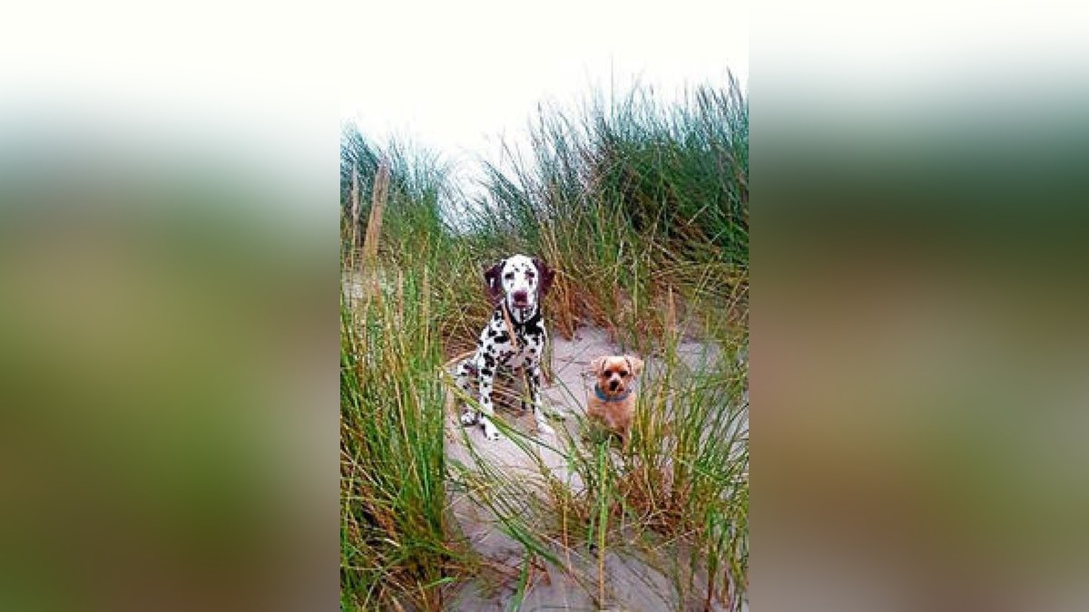 Das sind die Hunde von Torsten Kleb.