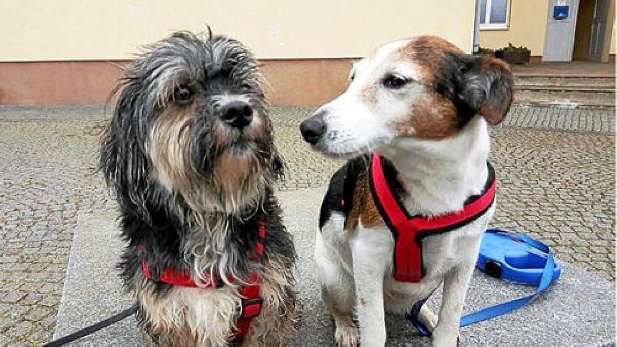 Pünktchen und Timmy, die Hunde von Katrin Heinrichs.