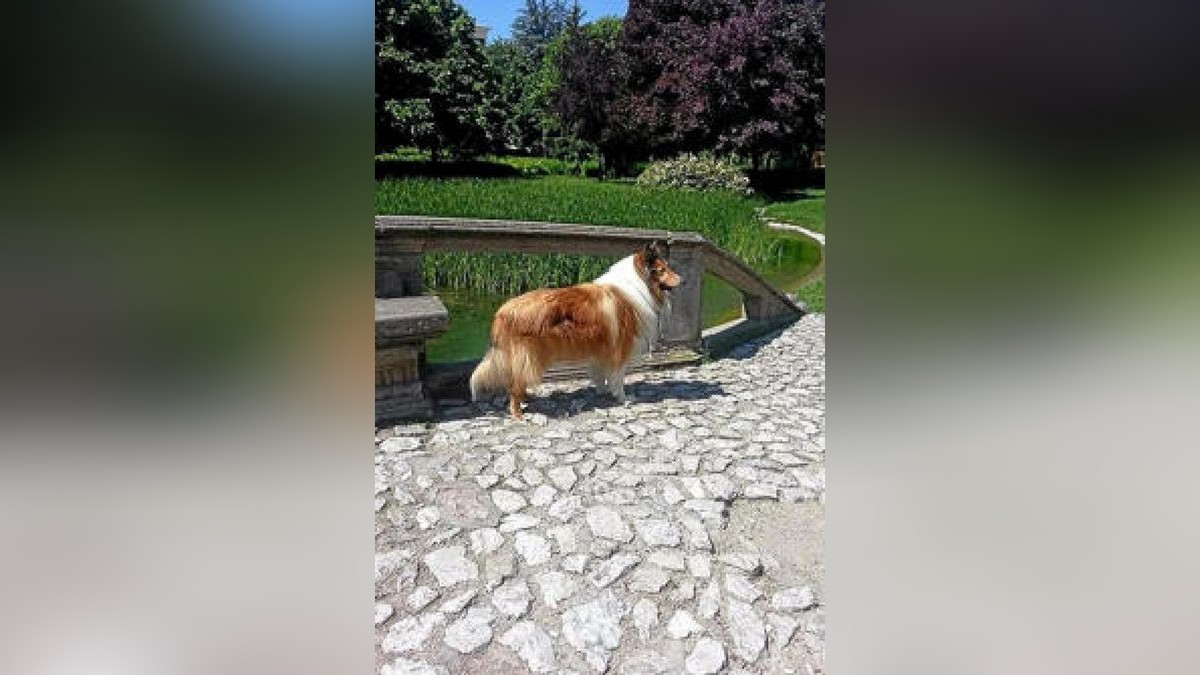 Das ist der Hund von Petra Möller.