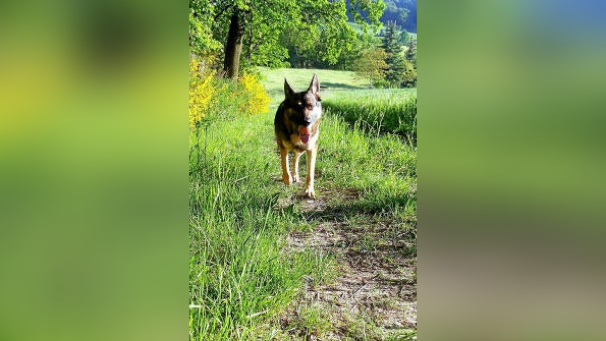 Hund Sparky. Danke für das Foto, Susanne Stier.