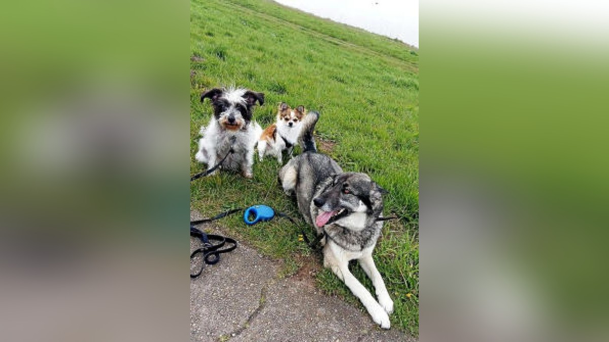 Hier sehen wir Kessy, Eddy und Raffi. Danke für das Bild, Bärbel Häckert.