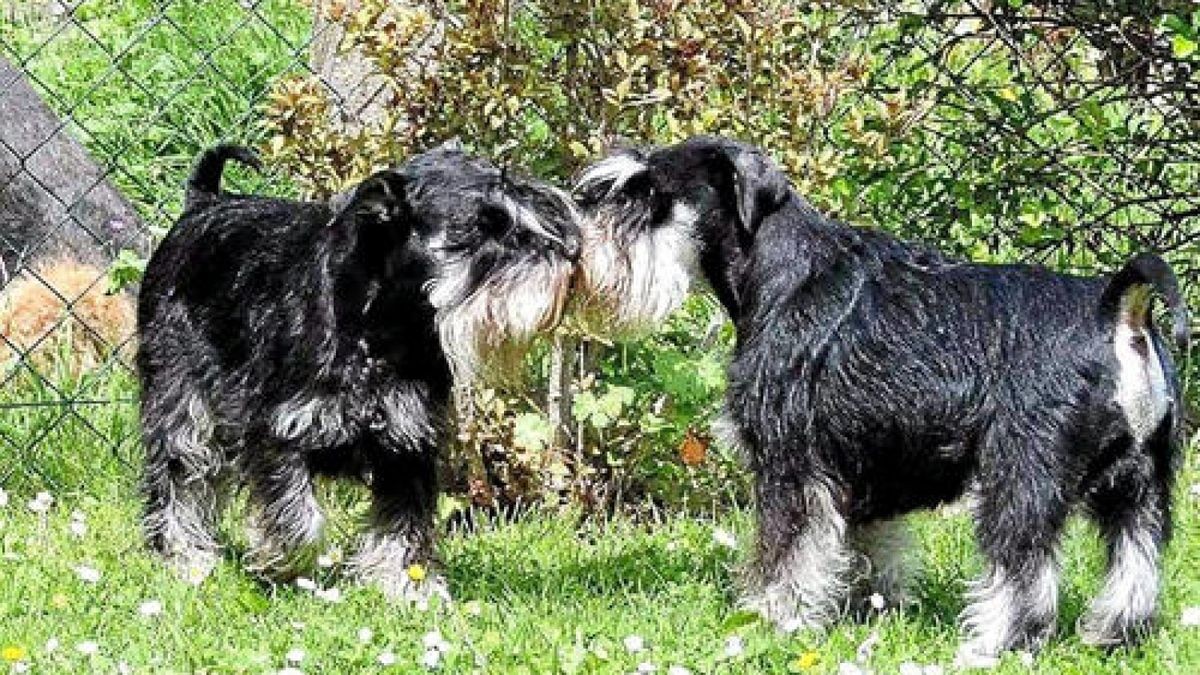 Die Hunde von Diana Strasser sind ein Herz und eine Seele.