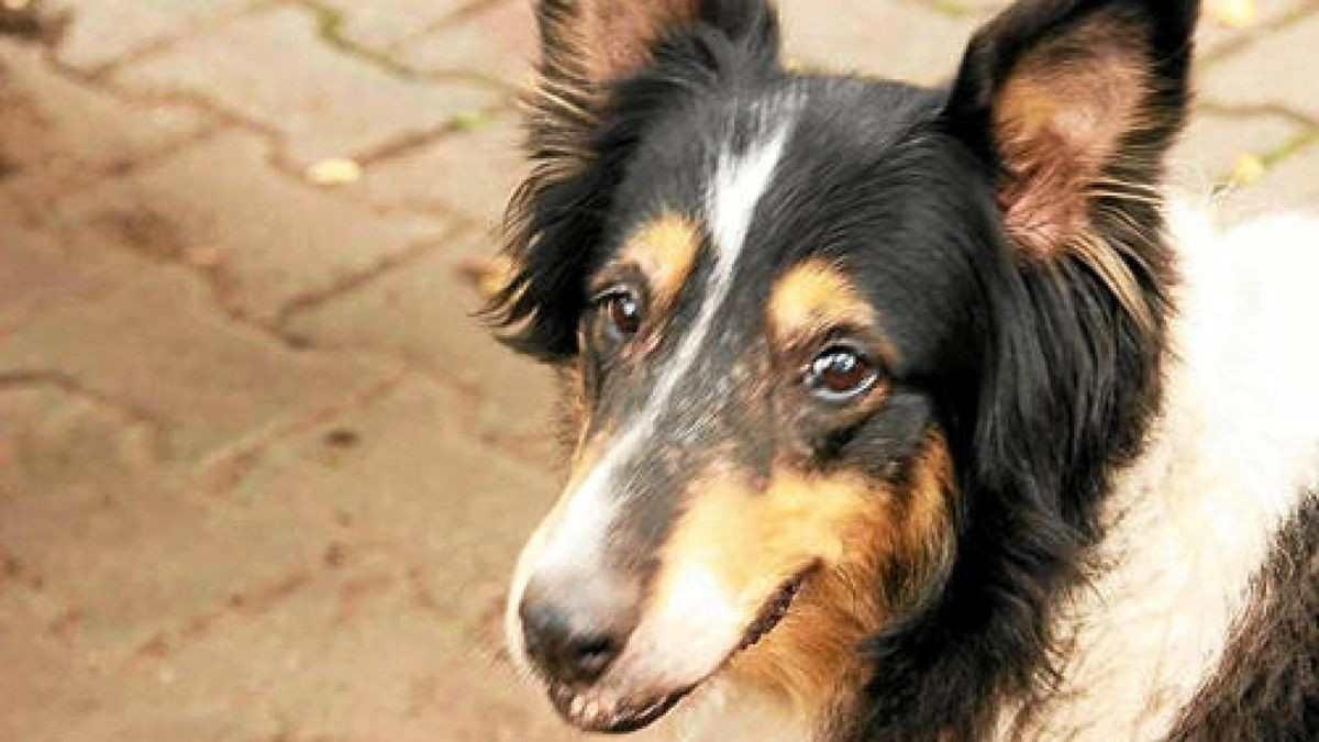 Das ist der Hund von Doreen Hecker. Vielen lieben Dank für das Foto!