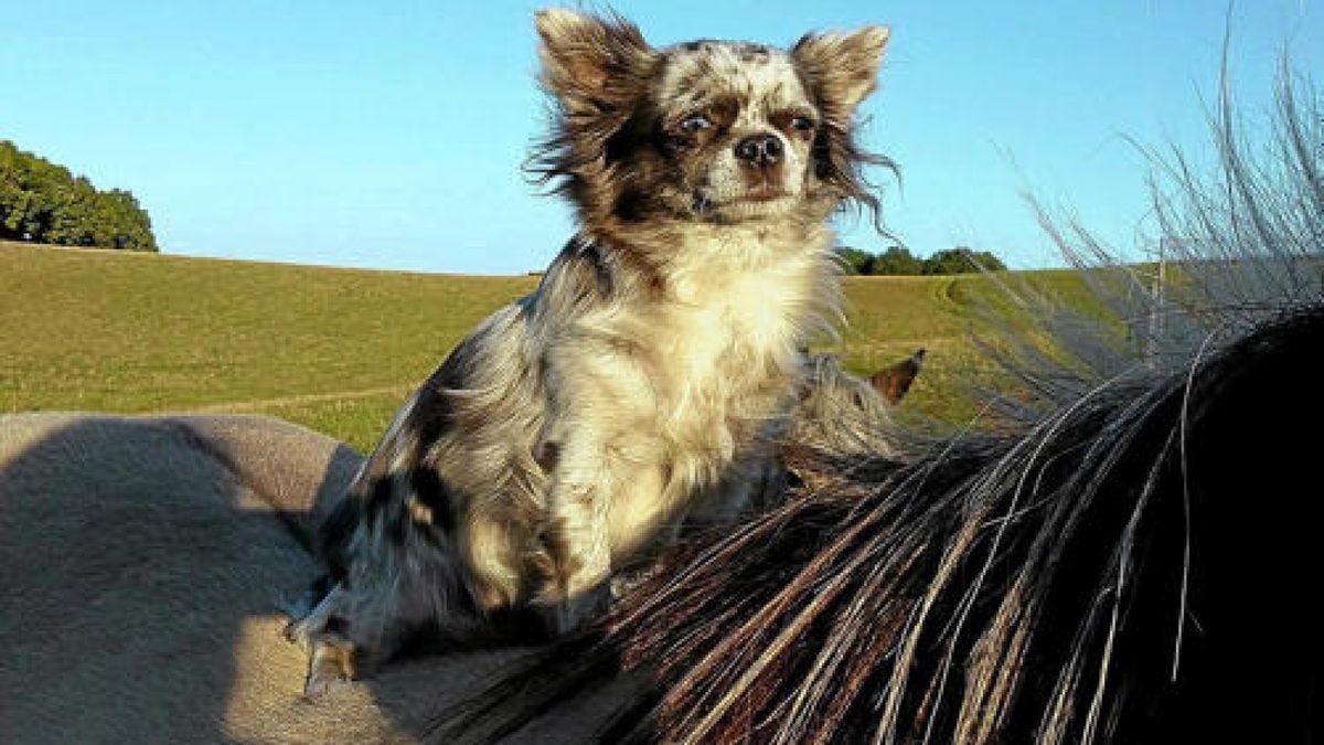 Kiwi, der Hund von Stefanie Pröter.