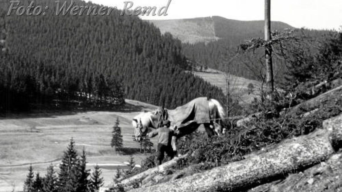 Abschleifen von Stämmen im Thüringer Wald zwischen Manebach und Stützerbach.