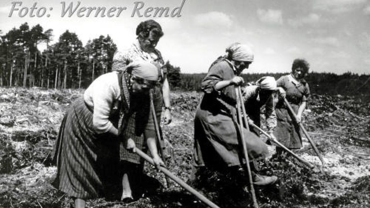 Kulturfrauen bereiten einen Holzschlag zum Bepflanzen vor.