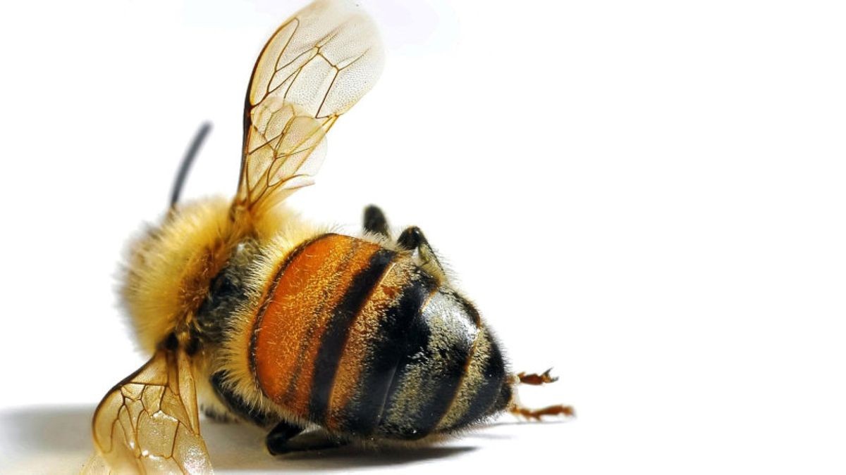 Die Honigbiene und die Hälfte aller Wildbienen sind vom Aussterben bedroht. Foto: iStock