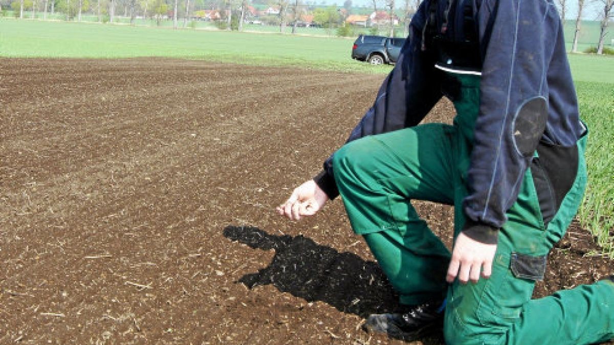 Kevin Mirre absolviert bei der Agrargenossenschaft Weißensee gerade ein freiwilliges ökologisches Jahr. Hier zeigt er den „ Hamsterstreifen“ in Schilfa.Foto: Annett Kletzke