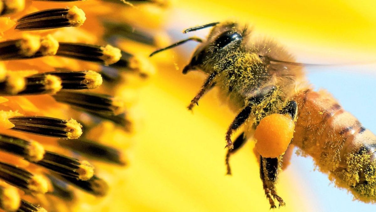 Ohne Bienen keine Ernte – der Einsatz von Pestiziden, die die Insekten töten oder schwächen können, wird in Europa künftig stark eingeschränkt.