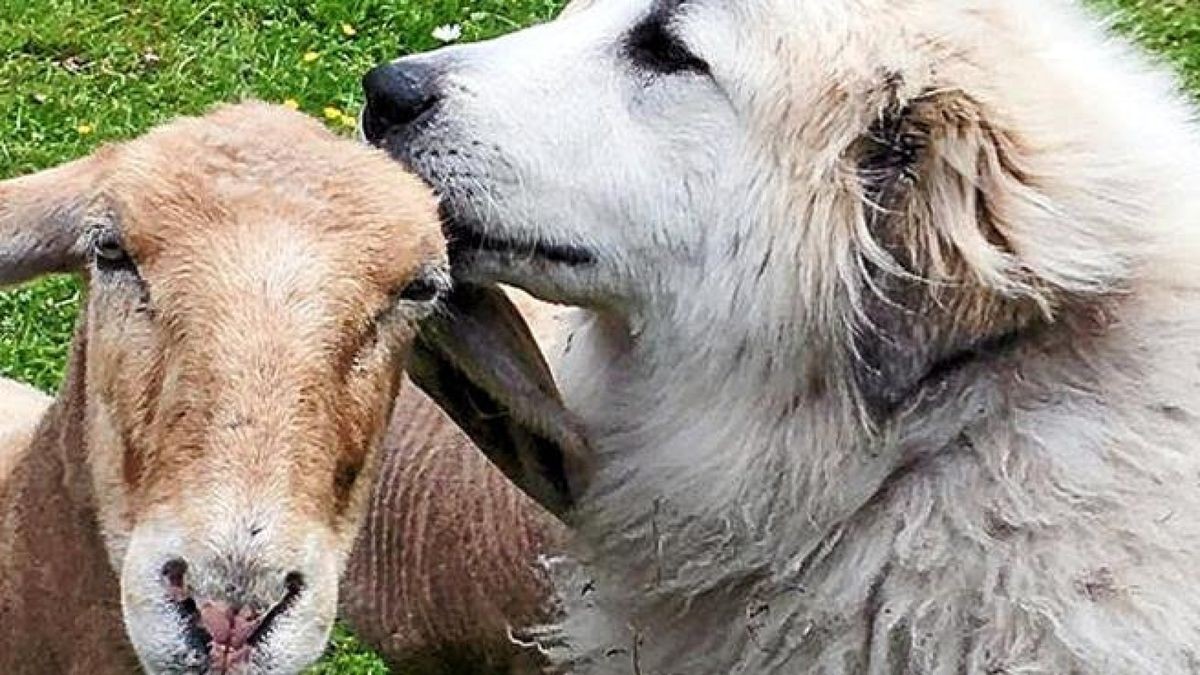 So liebevoll entspannt ist der Herdenschutzhund nur im Umgang mit seinem Lieblingsschaf Rosi. Ansonsten schlägt Ares sofort an, wenn er Gefahr wittert – und verbellt jeden potenziellen Feind.