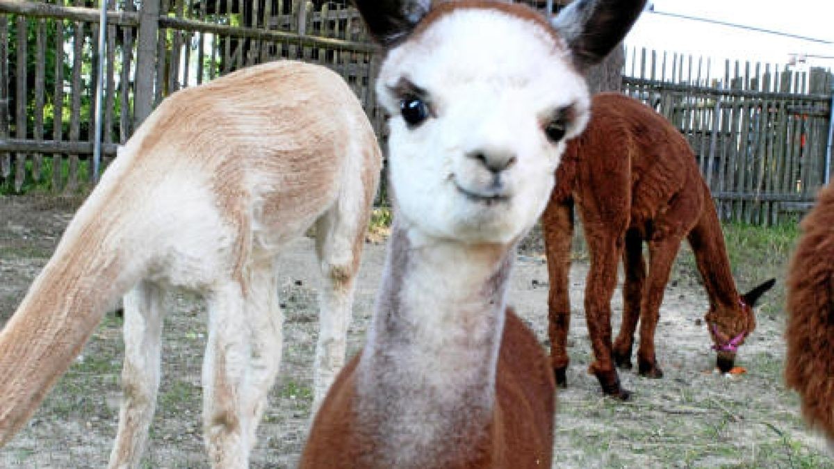 So süß ist der Alpaka-Nachwuchs in Zeulenroda-Triebes