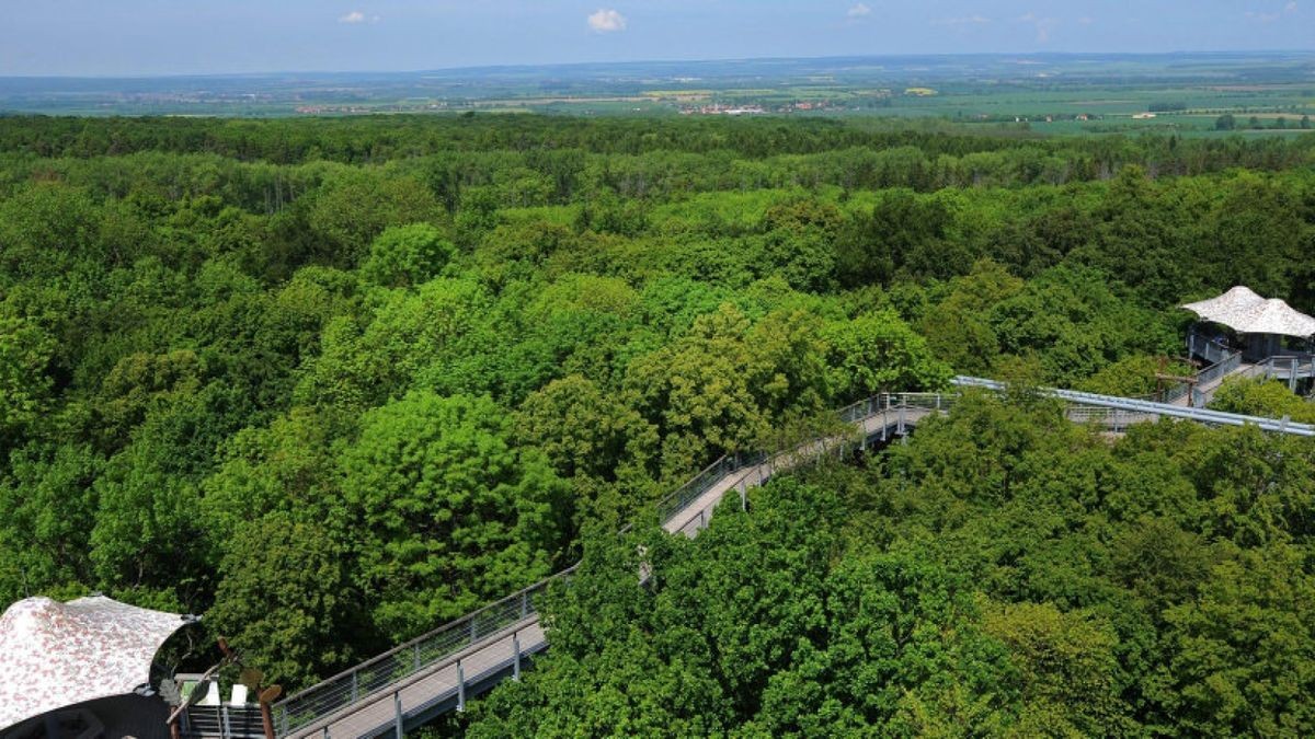 Der Nationalpark Hainich und der Baumkronenpfad sind heute das Thema im Ferien-Quiz unserer Zeitung.