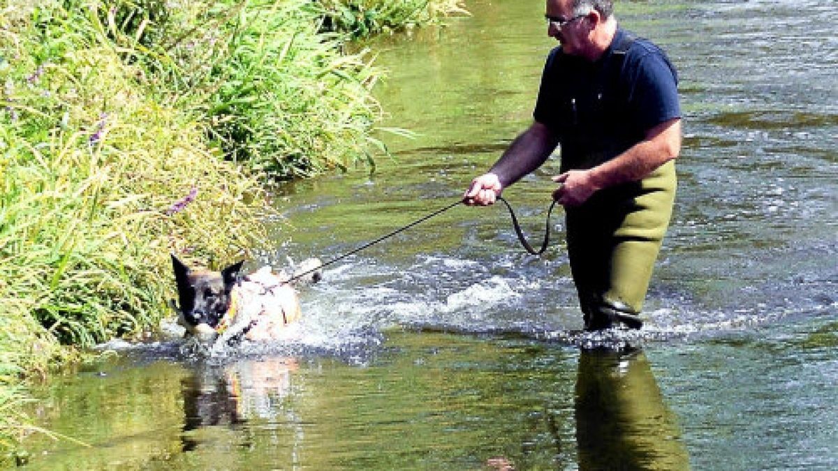 Der Leichenspürhund Aaron der Diensthundestaffel Ostthüringen aus Gera suchte gestern Nachmittag am Saaleufer weiter nach Leichenteilen .Foto: Lutz Prager