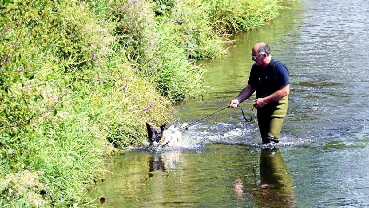 Der Leichenspürhund Aaron der Diensthundestaffel Ostthüringen aus Gera suchte gestern Nachmittag am Saaleufer weiter nach Leichenteilen .