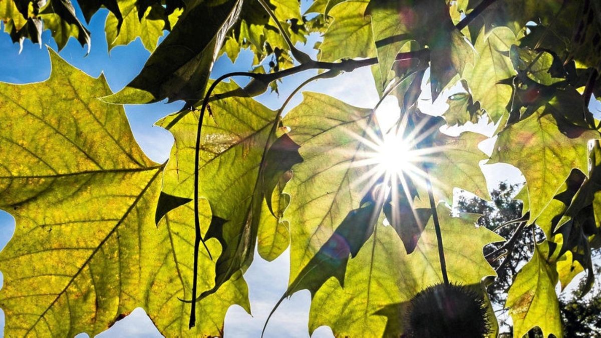 Die Sonne glitzert zwischen den Blättern eines Kastanienbaums. Der „Goldene Oktober“ gibt sich in diesem Jahr besonders viel Mühe.