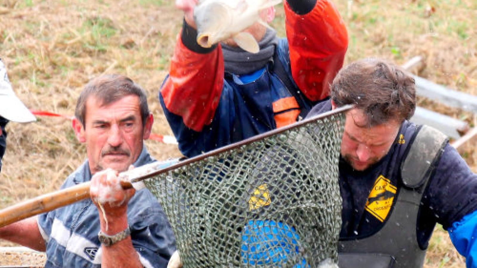 6000 Kilogramm Speisekarpfen aus Ilmenauer Teich gefischt