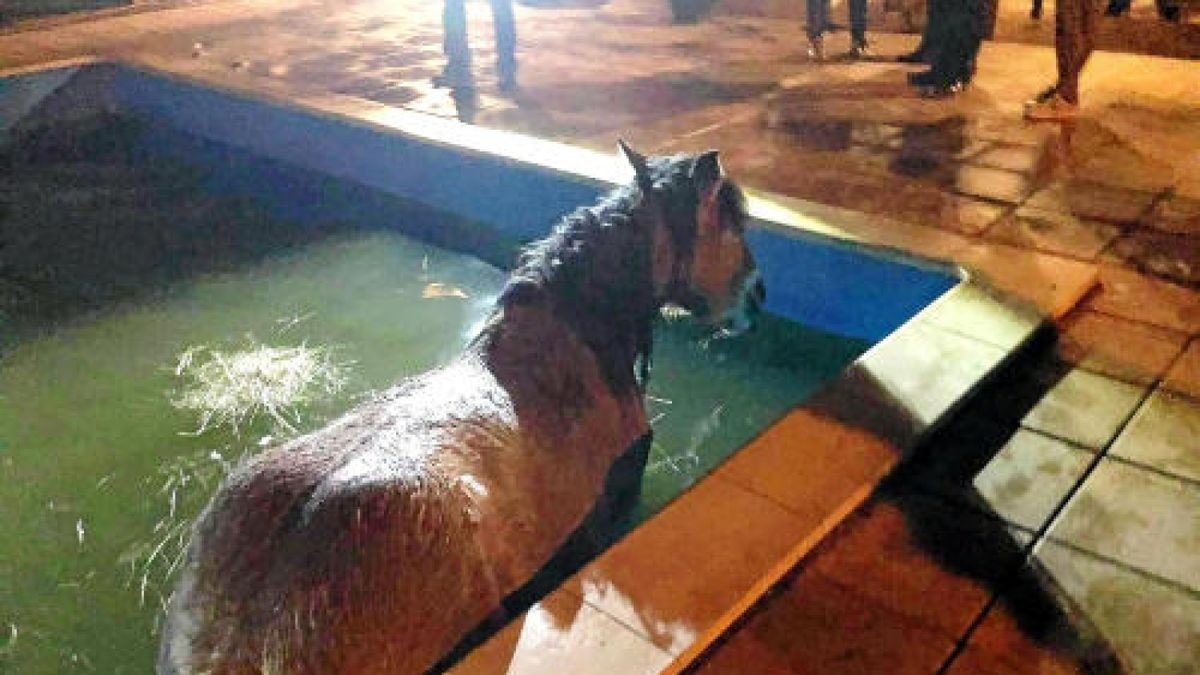 Ein Pferd ist bei Schmalkalden unfreiwillig baden gegangen. Das Tier war in der Nacht zum 5. November in einen Pool gefallen. Die Bewohner hätten ein lautes Geräusch gehört und seien zunächst von einem Einbrecher ausgegangen - bis sie das Pferd im Schwimmbecken entdeckten. Foto: Feuerwehr Schmalkalden