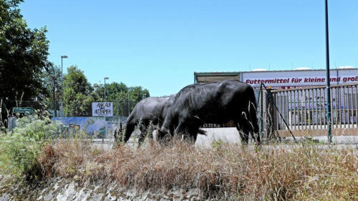 Zwei ausgebrochene Wasserbüffel hielten die Polizei am 1. Juli in Atem. Nachdem die Tiere ihr Gehege verließen, zog es sie in ein paar Vorgärten des Erfurter Stadtteils Marbach. Nachdem alle Versuche, sie einzufangen oder zu locken, gescheitert waren, mussten sie schließlich durch eine fachkundige Person im Auftrag des Veterinäramtes betäubt werden. Foto: Jakob Schmitt