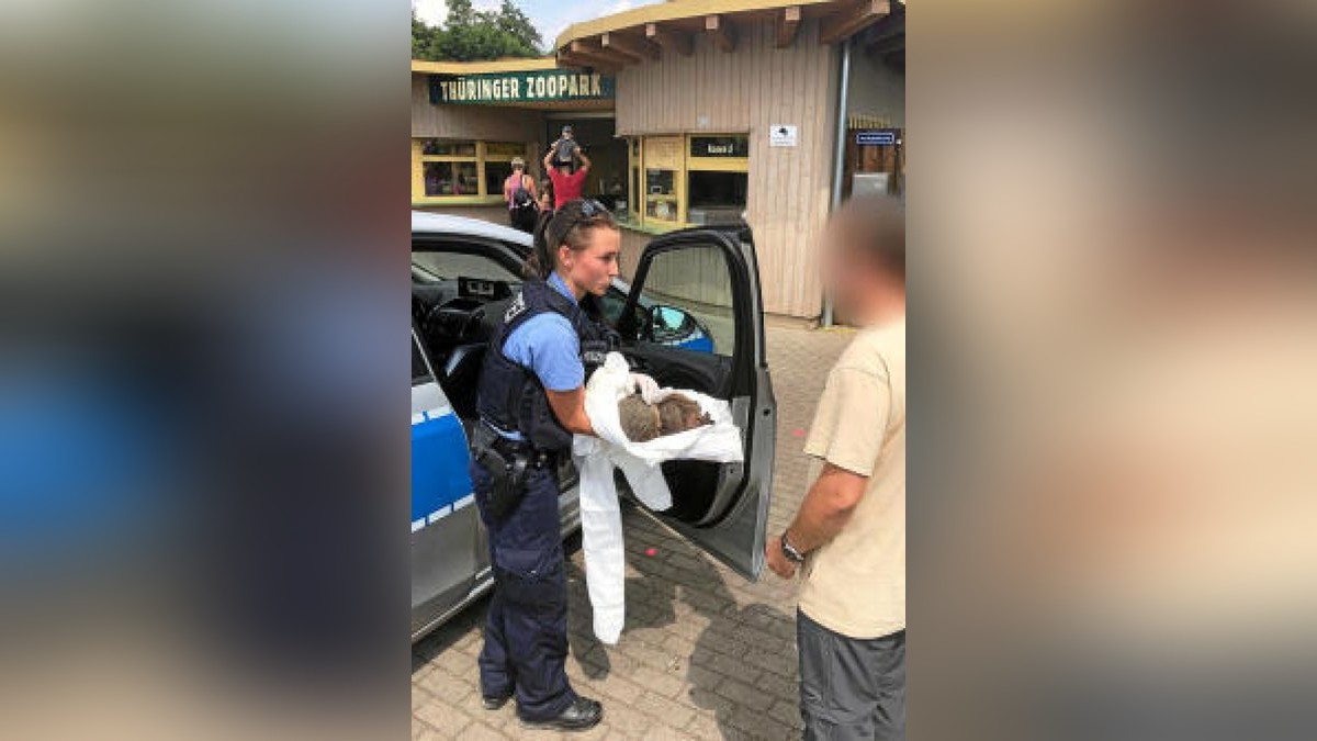 Am 17. Juni gab es in Erfurt einen Polizeieinsatz wegen betrunkener Igel: Eine achtlos weggeworfene Flasche Eierlikör hatte den beiden wohl einen Kater beschert. Polizisten fanden nach einem Hinweis einer Frau die zwei Tiere regungslos auf einem Spielplatz auf dem Petersberg. Foto: Polizei