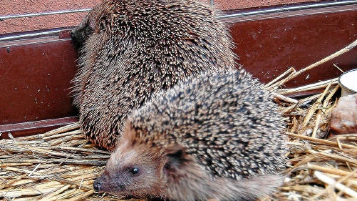 Igel fressen neben Insekten auch gern Vogeleier. Und das Eigelb ist eine Delikatesse - in diesem Fall mit schweren Folgen, hieß es in der Mitteilung. Die beiden Trunkenbolde kamen zur Ausnüchterung in den Erfurter Zoo, wo sie sich in Ruhe erholen konnten. Foto: dpa