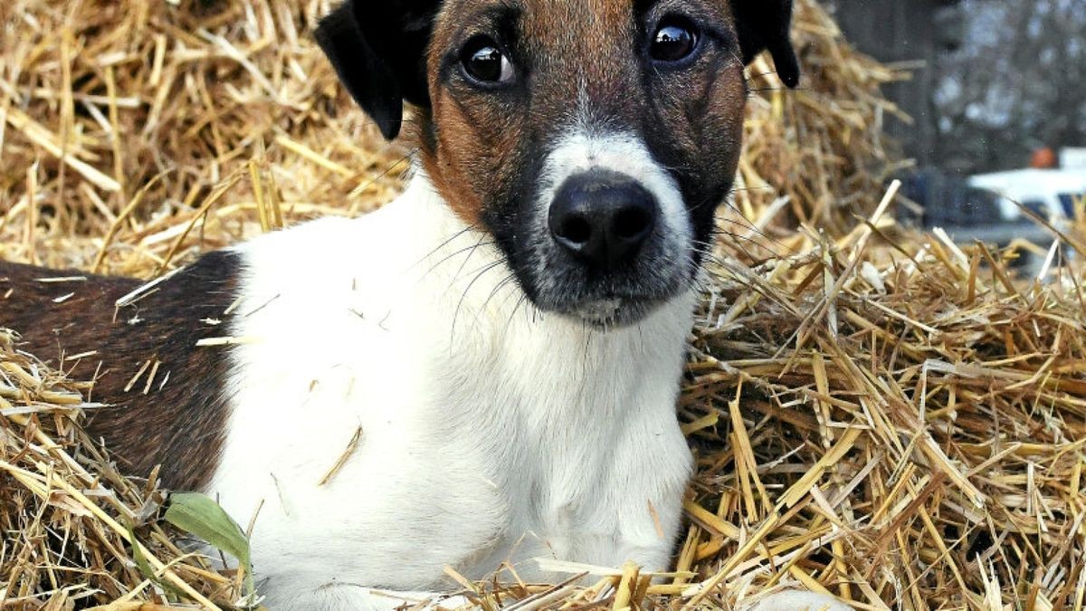 Ein kleiner Foxterrier wurde in Greußen gestohlen (Symbolfoto).