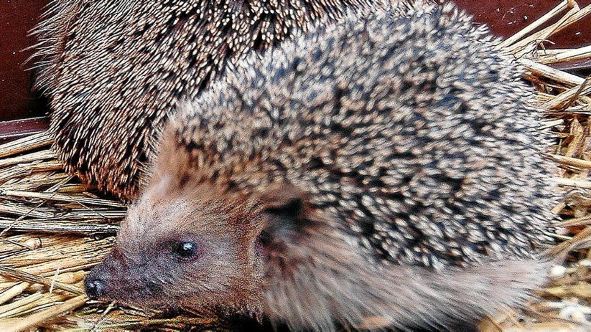 Die Igel sind auf dem Weg der Besserung und sollen auf dem Zoopark-Gelände ausgewildert werden.