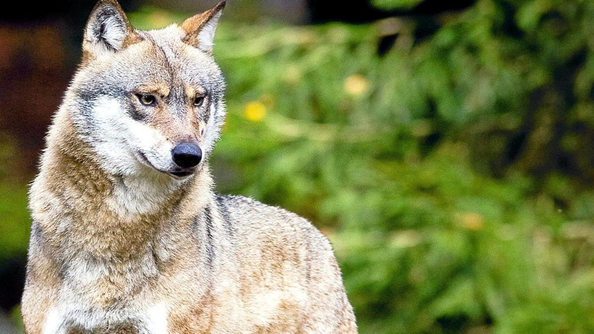 Der Wolf unterliegt internationalen Artenschutzbestimmungen sowie als streng geschützte Art den Regelungen des Bundesnaturschutzgesetzes. Gesunde Tiere dürfen deshalb weder getötet noch verletzt werden, bei Missachtung drohen hohe Geld- oder sogar Haftstrafen. Nur Gefahren- oder Notstandssituationen rechtfertigen unter Umständen eine Tötung.