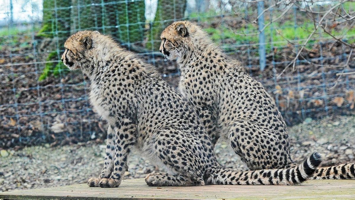 Zwei junge Geparden sind am Montag aus ihrem Gehege im Zoopark ausgebüchst. Ein Ast hatte den Zaun beschädigt. Archiv-